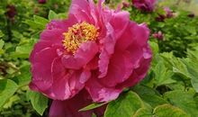 朋友圈晒牡丹花简单的句子