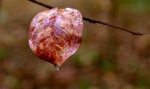 秋雨绵绵的诗句