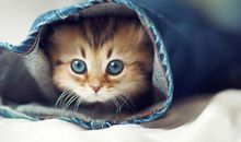 人要每天开心的句子