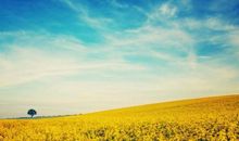 形容对一个地方失望的句子