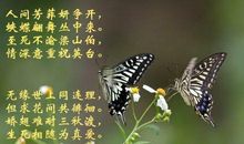 描写蝴蝶的句子