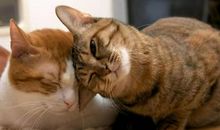 逗女生开心的情话句子