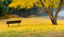 拍银杏很开心的句子