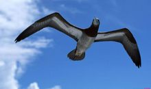 霸气的英文队名和口号大全