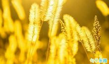 关于秋天的语录 秋天的语句发朋友圈