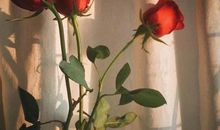 关于别等我转身了才后悔的句子