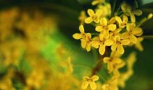 描写桂花的优美句子