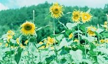 没有什么比家人平安的说说