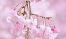 心情好句子集锦