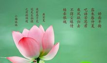 关于赞美荷花的七律诗句