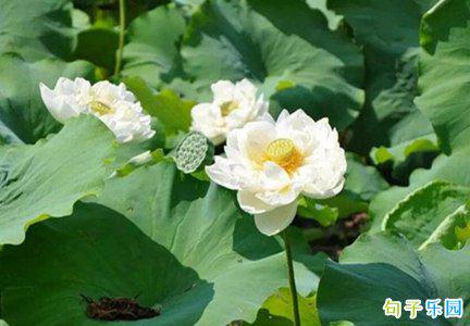 “初夏的木星” 宋代：陆游已变成红色和紫色
