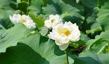 描写初夏的古诗及赏析