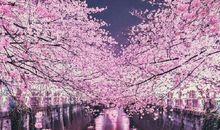 三月晚安心语句子 三月晚安说说发朋友圈
