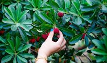 摘杨梅开心的句子