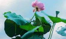 关于家的经典句子