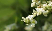 关于槐花的优美句子