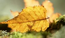 关于夸赞亲情的句子