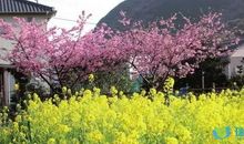 描写春游踏青的精选句子