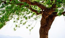 关于风的座右铭