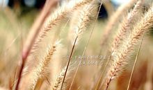 阳光励志开心的句子