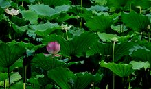 描写夏天炎热的句子