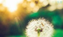 爱情经典语录微博:你坠入爱河,然后,淹死了