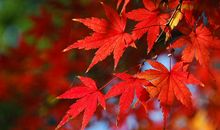 关于红叶的优美句子