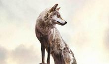 销售具有狼性团队口号