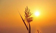 形容开心的句子有哪些