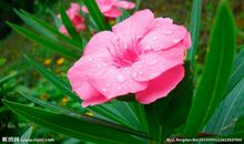 描写开心的词语句子