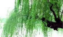 描写柳树的优美句子