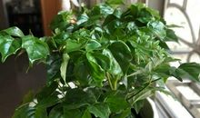 新买了盆栽的说说 晒盆栽的说说