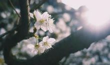 关于咏叹春风诗句大全 描写春风的优美古诗词