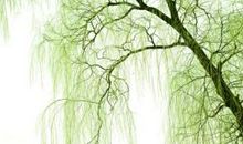 描写柳树的诗句大全