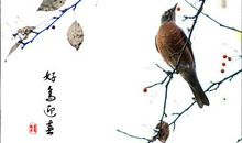 用鸟抒情的诗句