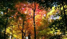 小说诛仙经典句子