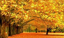 秋天的景色描写