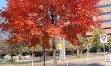 描写冬天的枫树的句子