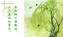 赞美柳树的诗句