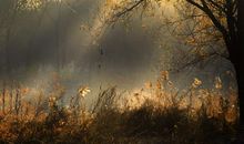 描写秋天清晨的优美句子