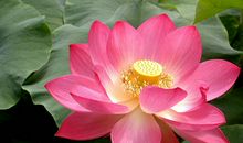 描写荷花的句子集锦