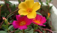 描写太阳花的好段