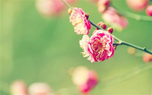 春天是万物复苏并充满活力的季节