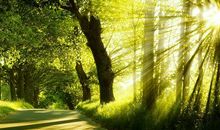 描写阳光明媚的句子