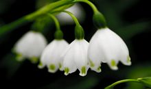 想放弃又不甘心的说说