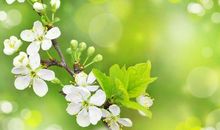 描写春天花的诗句