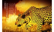 描写豹子的句子