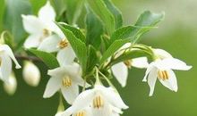 开心的高级句子