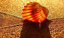 揭露人性丑陋的哲理句子