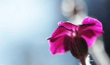 平常心的句子 保持一颗平常心的句子